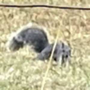 Meet your Posher, Raspberry library